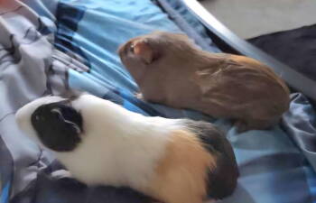 Rescue Guinea Pig Guinea Pigs for Adoption in Locust Grove, Georgia - Peanut | PetCurious